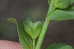 Thymeleaf speedwell